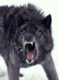 LupinePredator's Avatar